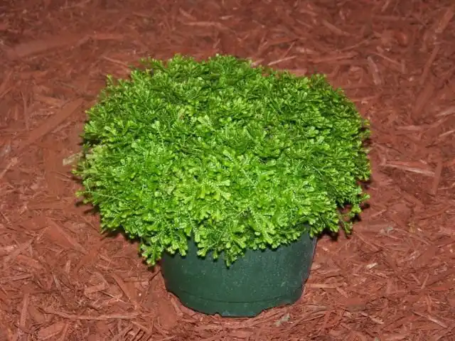 Селагинелла (Selaginella)