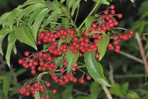 Ардизия (Ardisia)