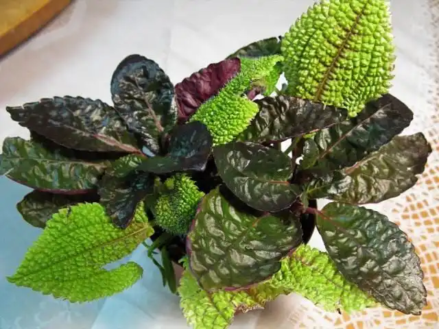 Гемиграфис (Hemigraphis)