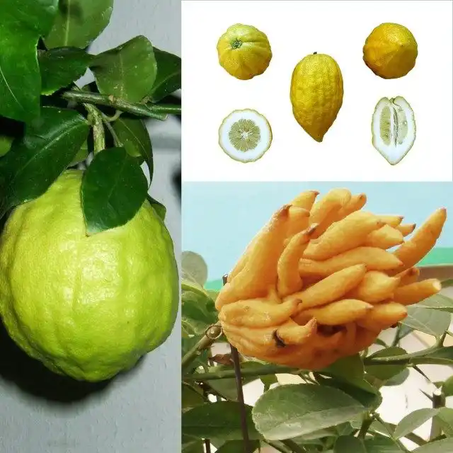 Цитрон (Citron)