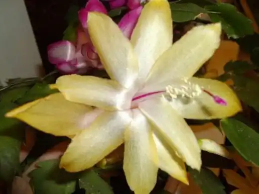 Шлюмбергера (Schlumbergera)