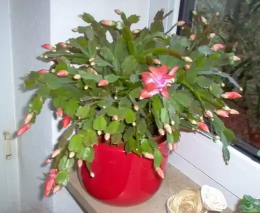 Шлюмбергера (Schlumbergera)