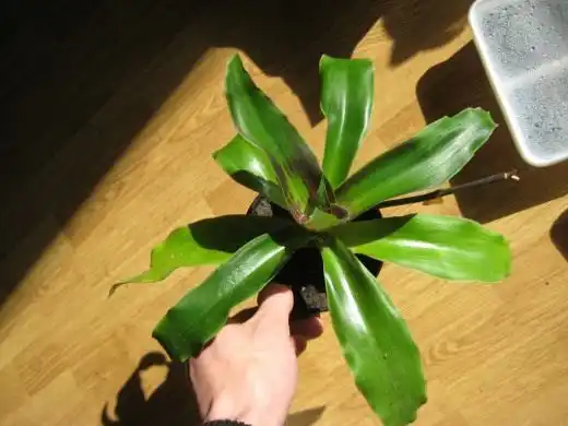 Каллизия душистая, или Золотой ус (Callisia fragrans)