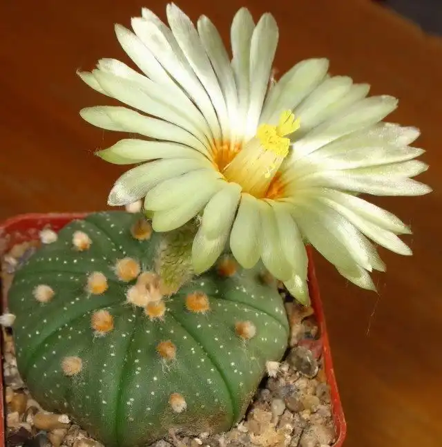 Астрофитум (Astrophytum)
