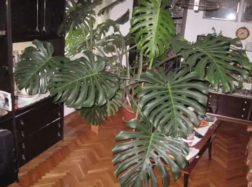 Филодендрон (Philodendron)