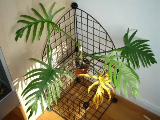Филодендрон (Philodendron)