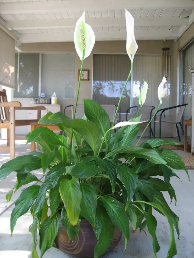 Спатифиллум (Spathiphyllum)