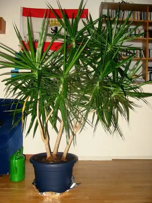 Драцена окаймлённая