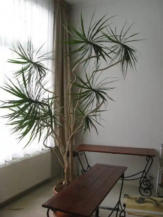 Драцена окаймлённая