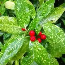 Плоды Аукубы японской