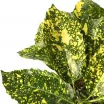 Листья Айкубы японской