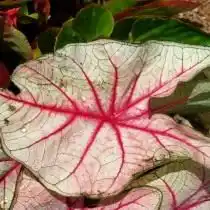 Каладиум (Caladium)
