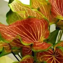 Каладиум (Caladium)