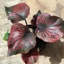 Каладиум (Caladium)