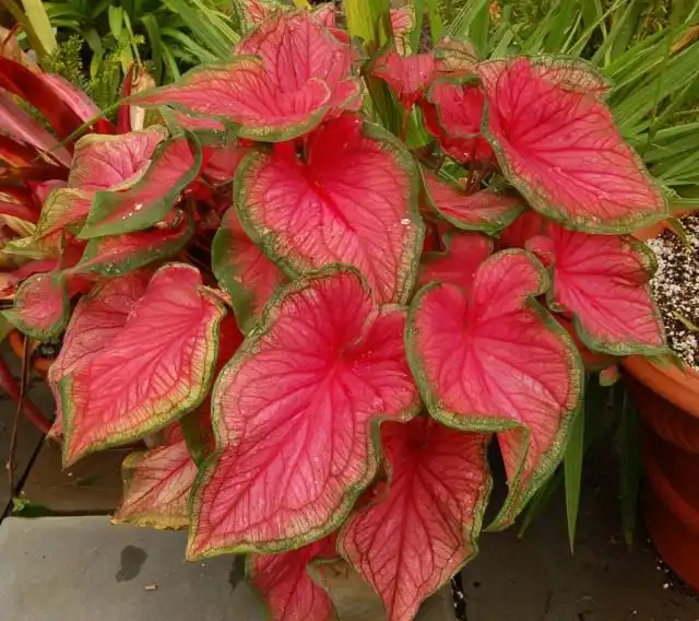 Каладиум (Caladium)
