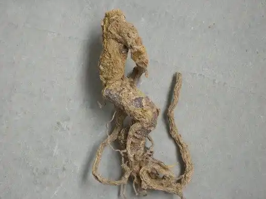 Корень Мандрагоры