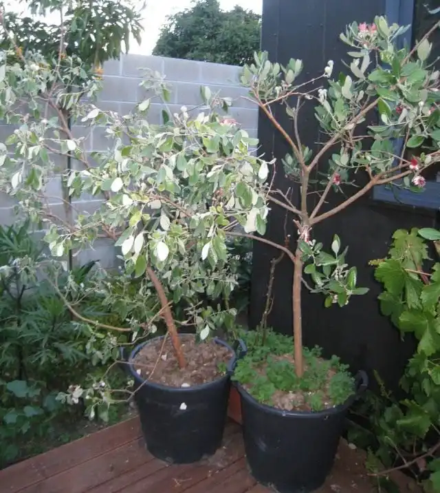 Фейхоа (Feijoa)