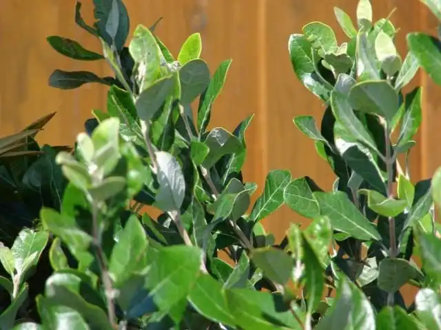 Фейхоа (Feijoa)