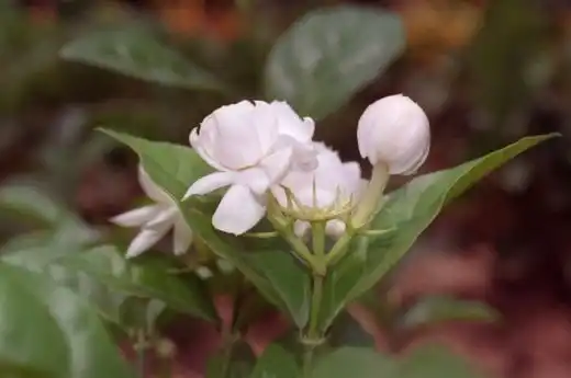 Жасмин самбак (Jasminum sambac)