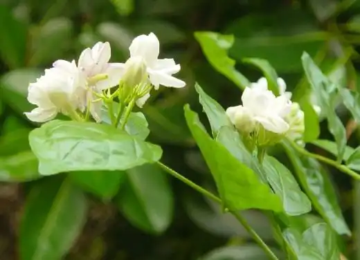 Жасмин самбак (Jasminum sambac)