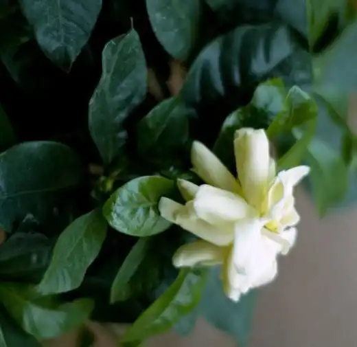 Гардения (Gardenia)