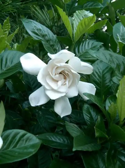 Гардения (Gardenia)