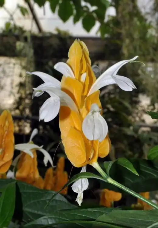 Пахистахис (Pachystachys)