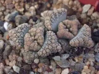 Титанопсис (Titanopsis)