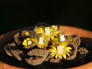 Титанопсис (Titanopsis)