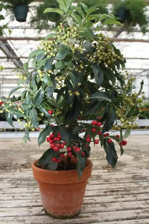 Ардизия (Ardisia)
