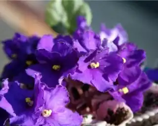 Сенполия (African violet)