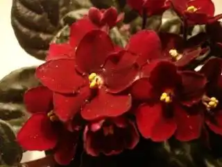Сенполия (African violet)