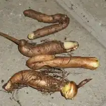 Клубни Глориозы роскошной