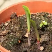 Всходы Глориозы роскошной