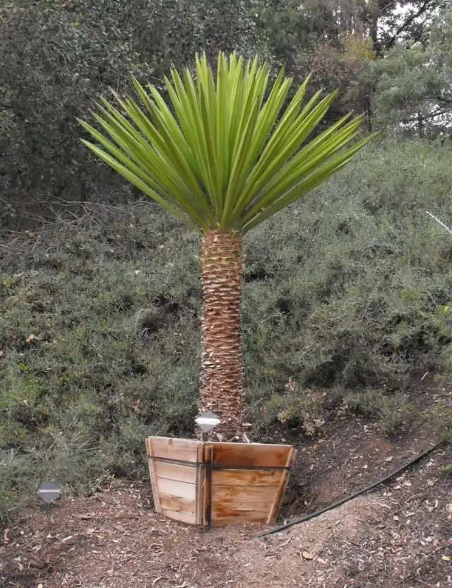 Юкка (Yucca)