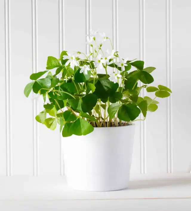 Оксалис, или кислица обыкновенная (Oxalis acetosella)