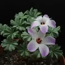 Кислица железистолистная (Oxalis Adenophylla)
