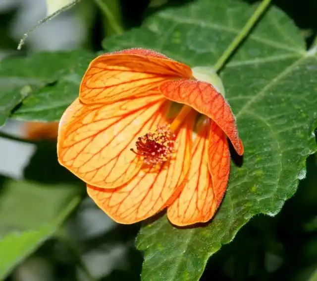 Канатник, или Абутилон (Abutilon)