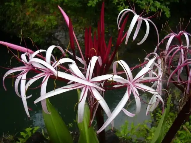 Кринум (Crinum)