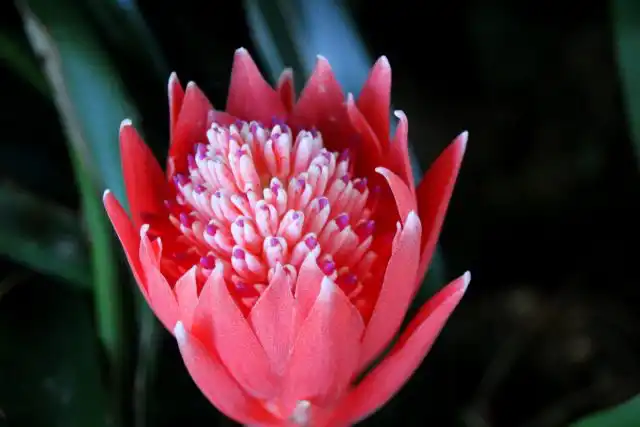 Бильбергия пирамидальная (Billbergia pyramidalis)