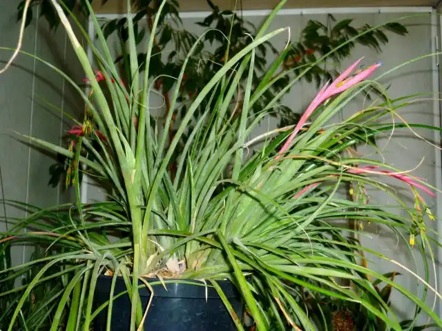 Бильбергия поникающая (Billbergia nutans)