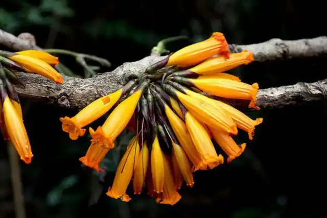 Радермахера огненная (Radermachera ignea)