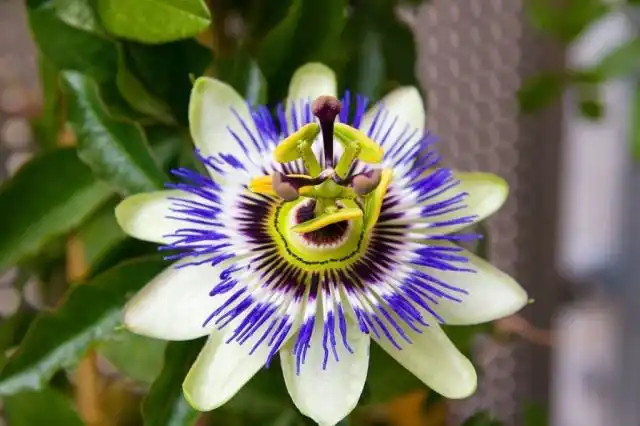 Страстоцвет голубой, или Пассифлора голубая