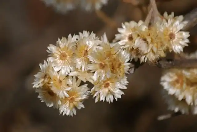 Высушенные цветы