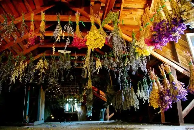 Высушенные цветы