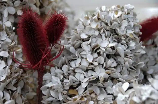 Высушенные цветы