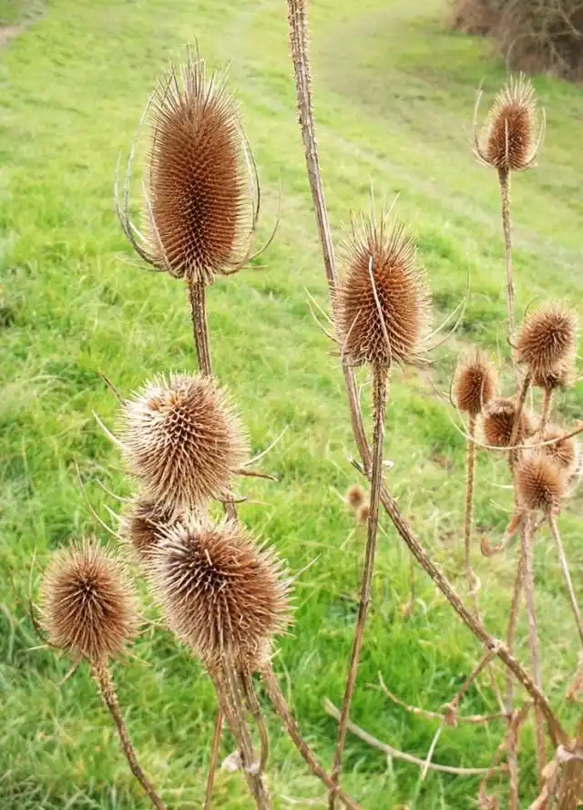 Высушенная ворсянка