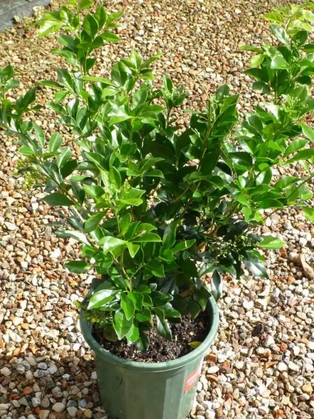 Муррайя метельчатая, или Муррайя иноземная