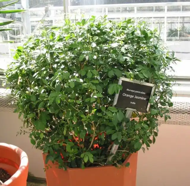 Муррайя метельчатая, или Муррайя иноземная