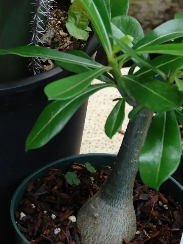 Адениум тучный, или Адениум толстый (Adenium obesum)